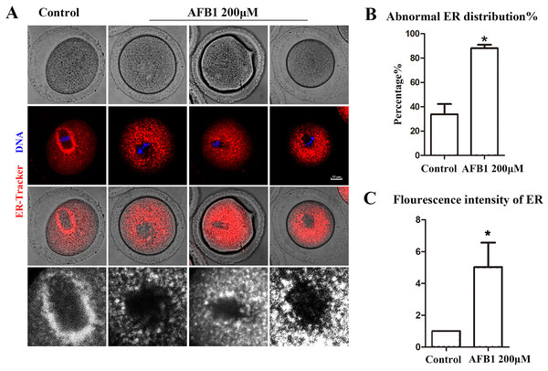 Effects of AFB1 on ER distribution in mouse oocytes.