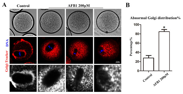 Effects of AFB1 on the Golgi apparatus distribution in mouse oocytes.