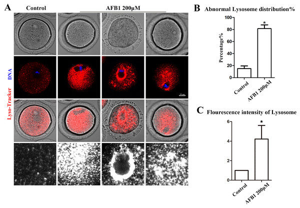 Effects of AFB1 on the lysosome distribution in mouse oocytes.