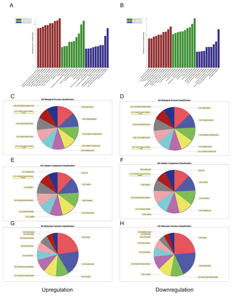 Gene ontology (GO) analysis of the top 50 miRNAs for upregulation and downregulation in U937 cells with p62 knockdown and controls, respectively.