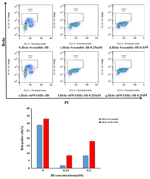 Effect of JB concentration on HeLa-shWASHa cell proliferation.