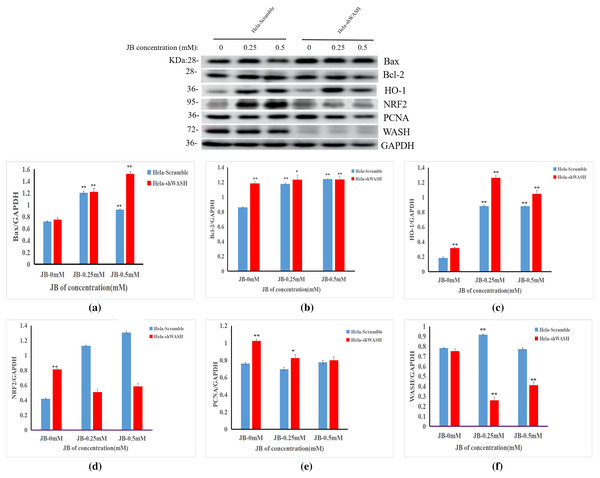 Effect of JB concentration on HeLa-shWASHa cell-related proteins.