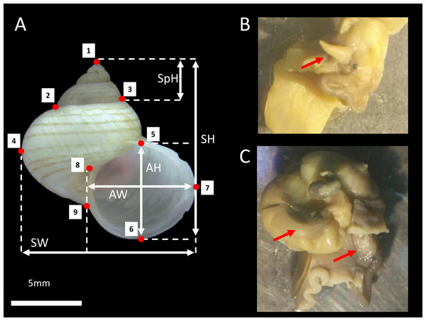 L. perlucidum shell and animals.