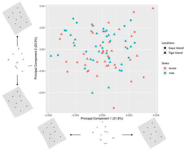 Principal component analysis (PCA) for shell shape of L. perlucidum.