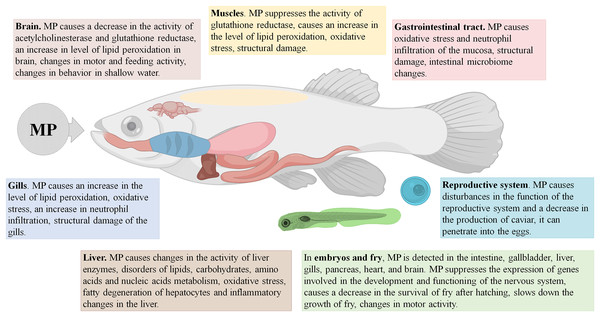 Effects of microplastics (MP) on fishes.