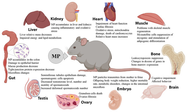 Effects of microplastics (MP) on mice and rats.