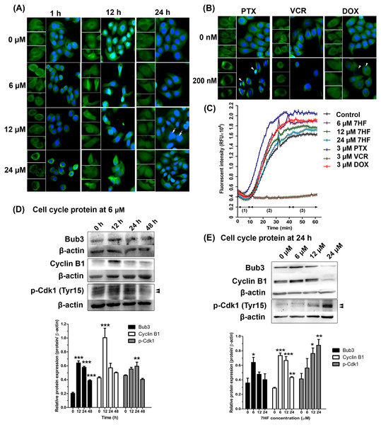 Effect of 7-α-hydroxyfrullanolide (7HF) on microtubule dynamics and protein expression in MDA-MB-468 cells.