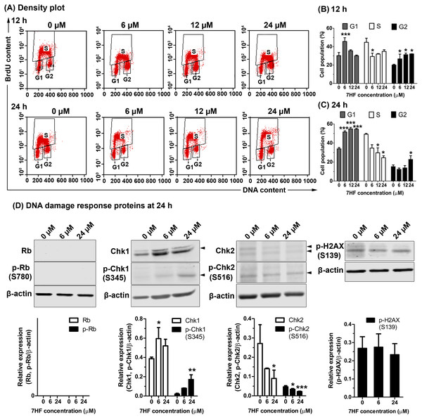 Effect of 7-α-hydroxyfrullanolide (7HF) on cell proliferation and expression of DNA damage response (DDR) proteins in MDA-MB-468 cells.