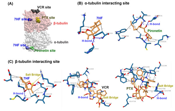 Predictive binding of 7-α-hydroxyfrullanolide (7HF) and the inhibitors with α- and β-tubulins.