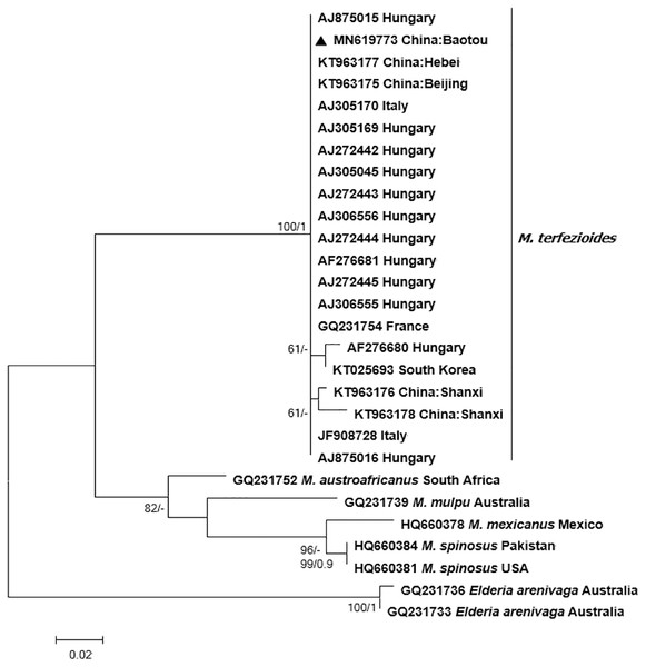 Phylogram of the genus Mattirolomyces based on the sequence dataset of the complete ITS region with Elderia arenivaga as outgroup.