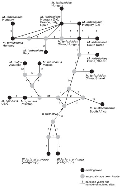 A rooted phylogenetic network of Mattirolomyces based on the sequence dataset of the complete ITS region.