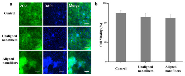 Characterization of intestinal viability of the Caco-2 monolayer under different conditions.