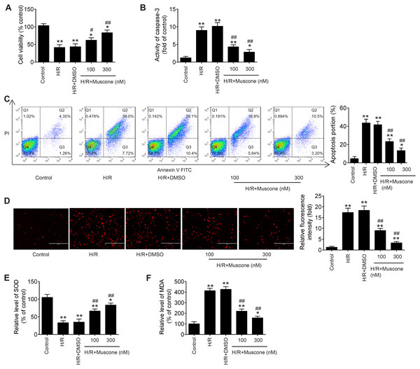 Muscone alleviated H/R-induced inflammation, oxidative stress and apoptosis in HT22 cells.