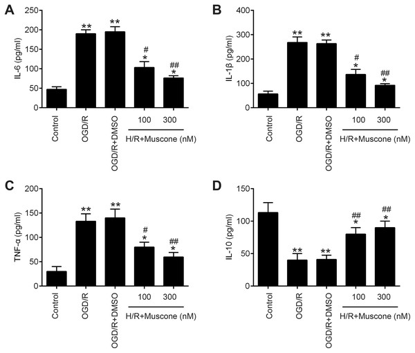 Muscone improved H/R-induced inflammatory response.