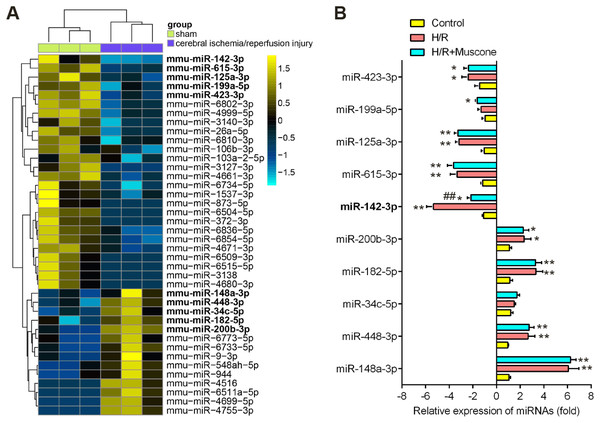 Muscone increased the expression of miR-142 in H/R-injured HT22 cells.