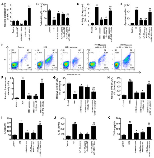 miR-142-5p knockdown abrogates the neuroprotective effects of muscone against H/R-induced HT22 cell injury.