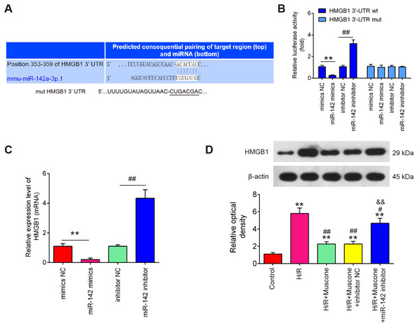 HMGB1 is a direct target of miR-142-5p.