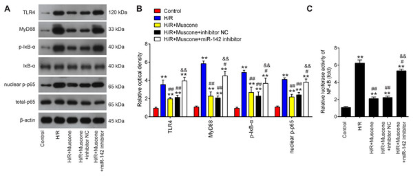 Muscone inactivates the TLR4/NF-κB signaling pathway in H/R-injured HT22 cells.