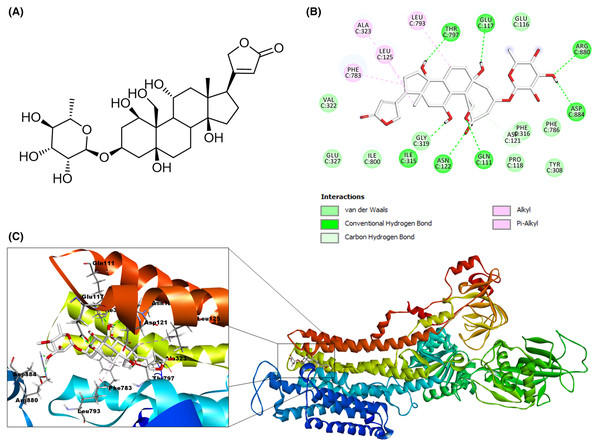 Molecular docking of reference ligand used in molecular modeling with the receptor Na+/K+-ATPase (PDB 4HYT).