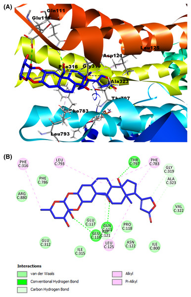 Molecular docking of Na+/K+-ATPase and the ligand calotropin (blue).
