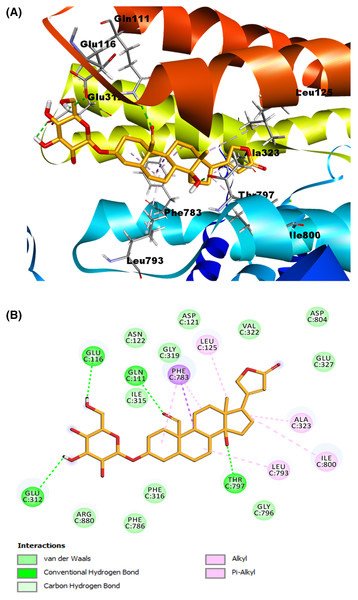 Molecular docking of Na+/K+-ATPase and the ligand C3OG (orange).