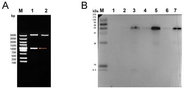Double digestion and Western blot analysis of recombinate Ycf 1.