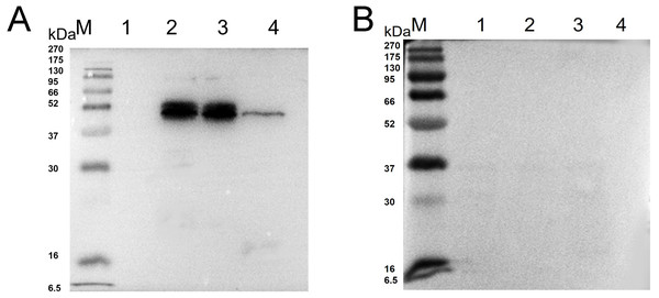 Western blot identification of Ycf 1 protein in N. bombycis.