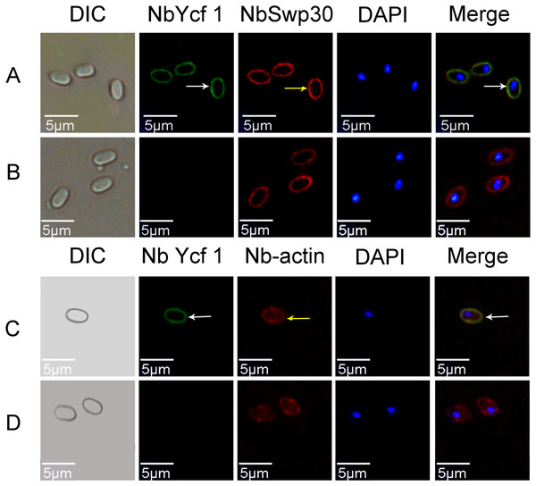 Co-localization of Ycf 1 with SWP30 or Nb-actin in dormant spores of N. bombycis.