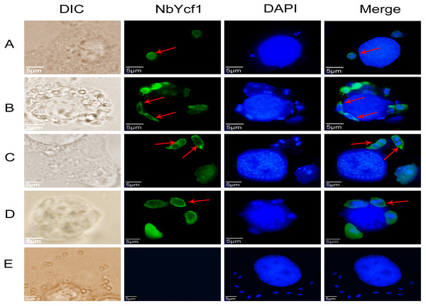 Subcellular localization of Ycf 1 protein.