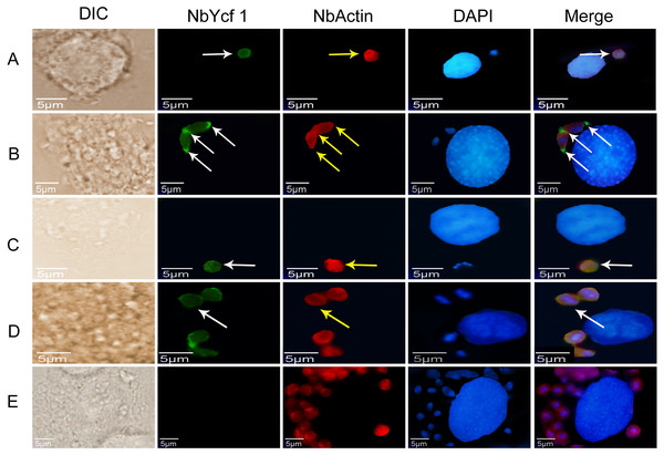 Colocalization of Ycf 1 with Nb-actin during the proliferative phase of N. bombycis.