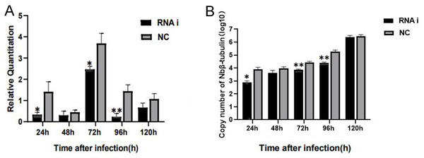 Effect of downregulated Ycf 1 on N. bombycis proliferation via RNAi.