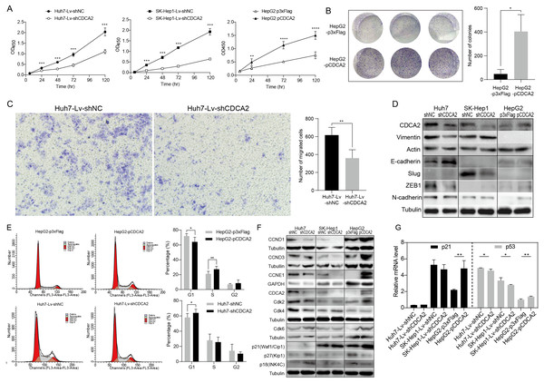 CDCA2 promoted HCC cell proliferation, migration, and G1/S phase transition of HCC cells in vitro.