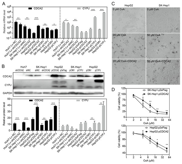 CDCA2 was regulated by CYPJ.