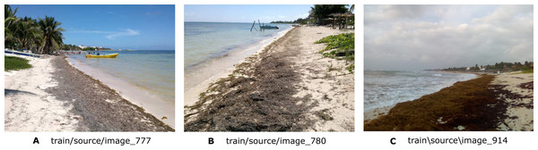 Three examples of images (A, B, and C) showing the presence of Sargassum on the beach.