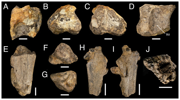 Sacrocaudal fragment IWCMS 2018.30.4 (A–D) and rib fragments IWCMS 2018.30.5 (E–G) and 2018.30.6 (H–J).