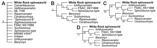 Phylogenetic results following the addition of the White Rock spinosaurid to the modified dataset of Barker et al. (2021), focusing on Spinosauridae.