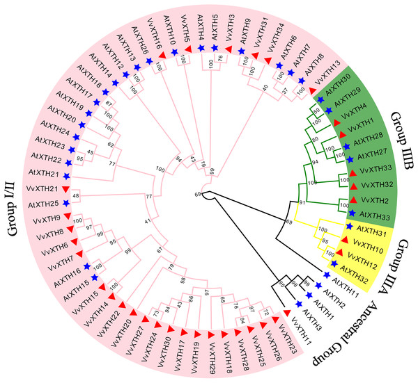 Phylogenetic analysis of XTHs of Arabidopsis and grapevine.