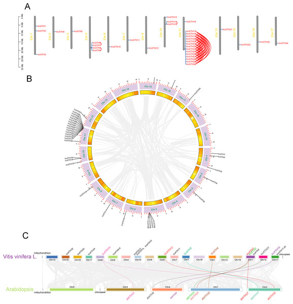 Systematic analysis of VvXTHs in grapevine.