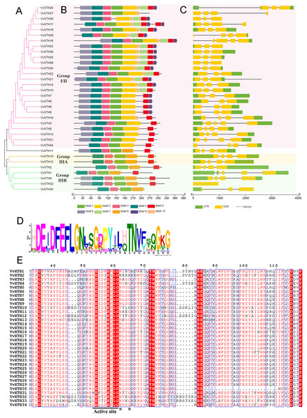 Phylogenetic relationships, structures and conserved motifs of VvXTHs.