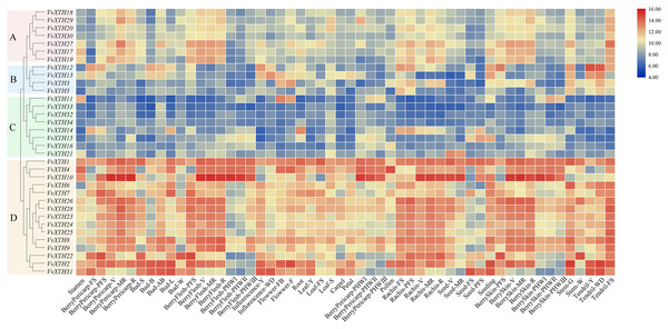 Expression patterns of VvXTHs in different organs and developmental stages.