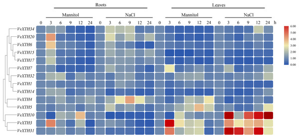 Expression profiles of VvXTHs under abiotic stress.