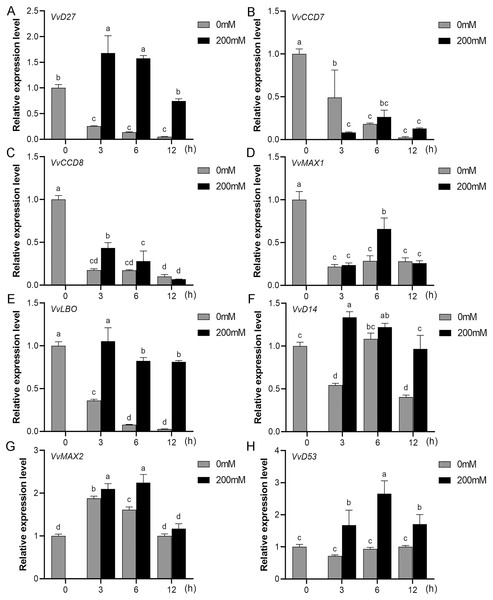 The expression of grapevine SL biosynthetic and signaling genes in roots under salt stress.