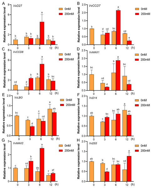 The expression of grapevine SL biosynthetic and signaling genes in leaves under drought stress.
