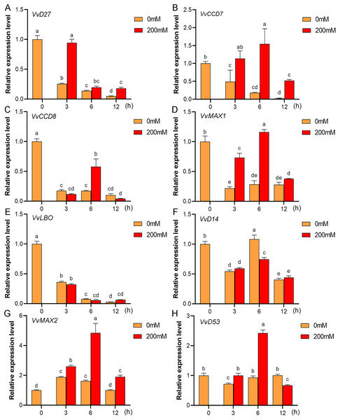 The expression of grapevine SL biosynthetic and signaling genes in roots under drought stress.