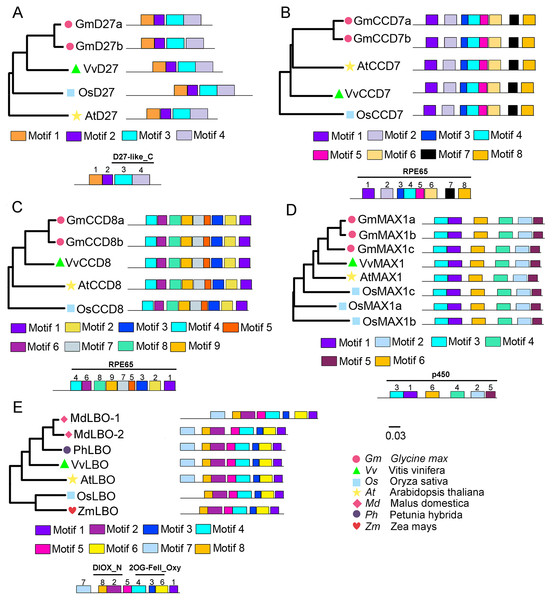 Phylogenetic relationships and conserved motifs analysis of SL biosynthetic genes from different plant species.