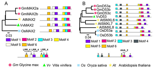 Phylogenetic relationships and conserved motifs analysis of MAX2 and D53 families in Glycine max, Vitis vinifera, Arabidopsis thaliana and Oryza sativa.