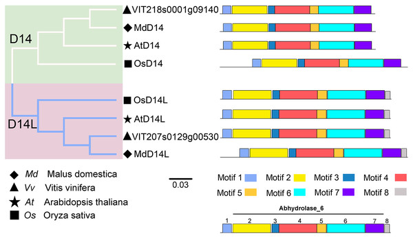 The phylogenetic tree and conserved motifs analysis of D14 and D14L protein family.