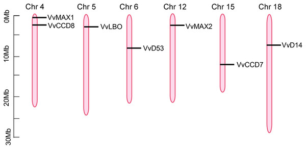 The positioning of SL biosynthetic and signaling genes on chromosomes.