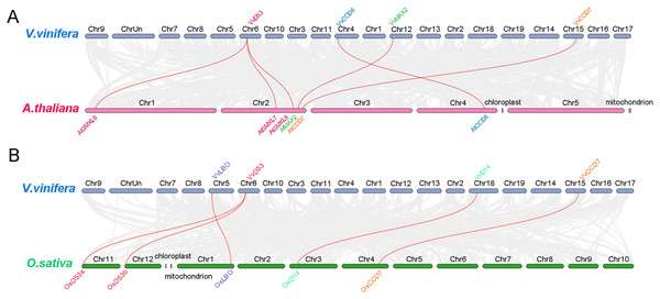 Synteny analysis of grapevine SL related genes with Arabidopsis and rice.