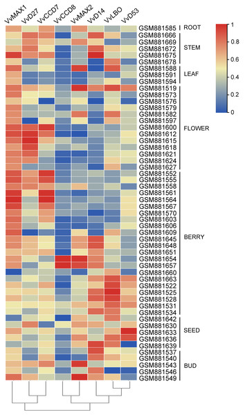 The expression pattern analysis of SL biosynthetic and signaling genes in different organs of grapevine.